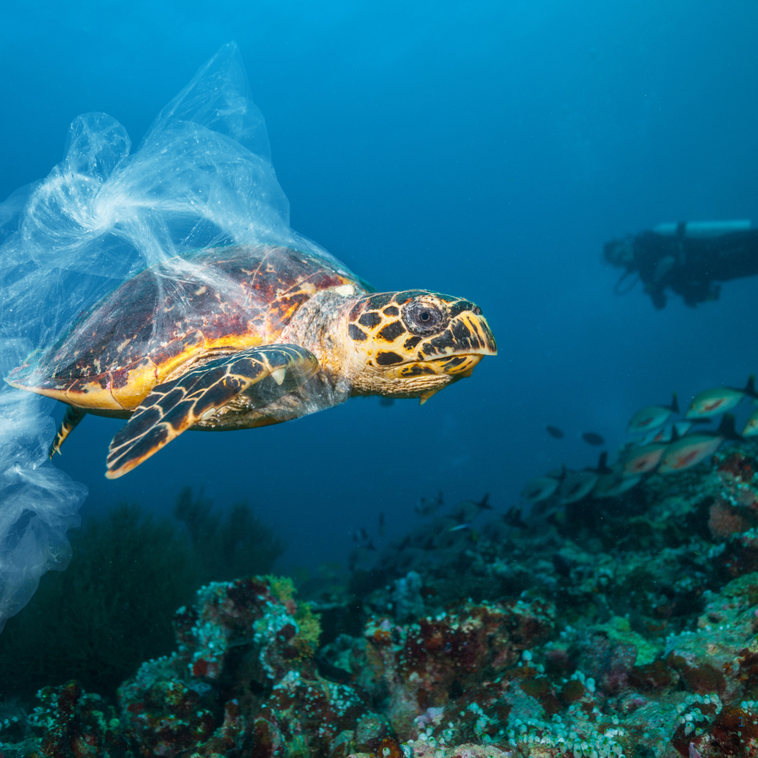 The Plastic Problem: Addressing Ocean Pollution in 2024