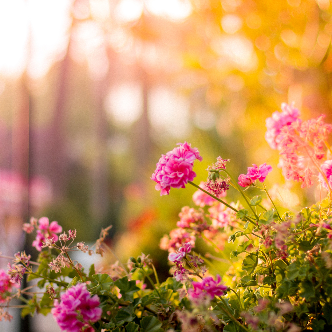 Creating a Sustainable Garden: From Composting to Native Plants